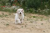 GOLDEN RETRIEVER 326